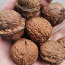 产地直销质量保证包退包换云南红桐核桃桐子核桃