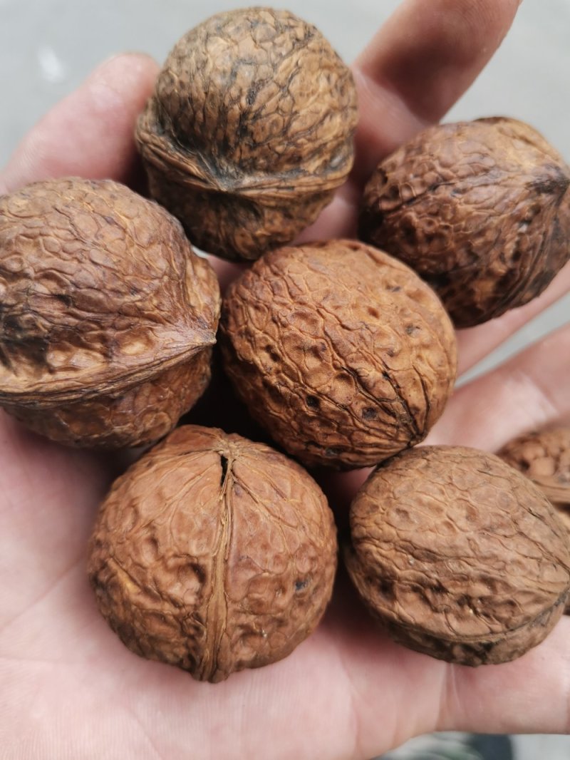 产地直销质量保证包退包换云南红桐核桃桐子核桃