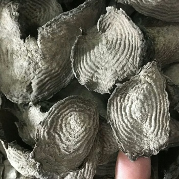 紫茉莉根各种规格可搭配多品种采购大货联系客服
