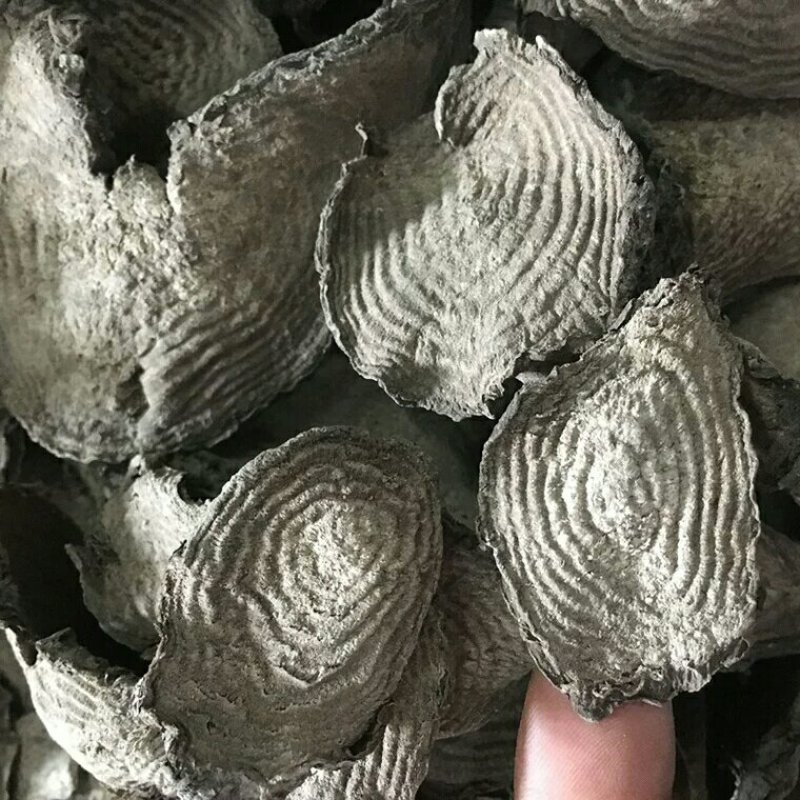 紫茉莉根各种规格可搭配多品种采购大货联系客服