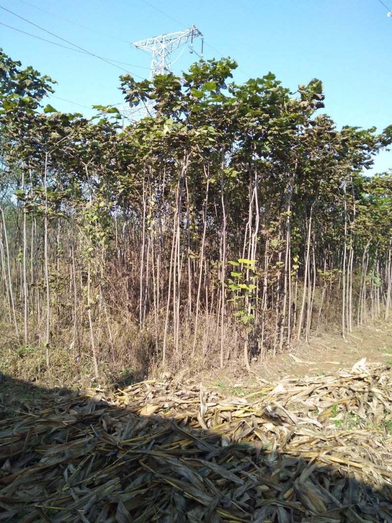 秋树，梓树