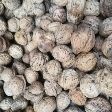 薄皮核桃