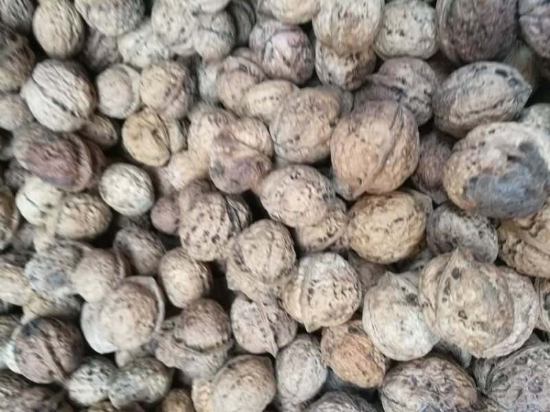薄皮核桃