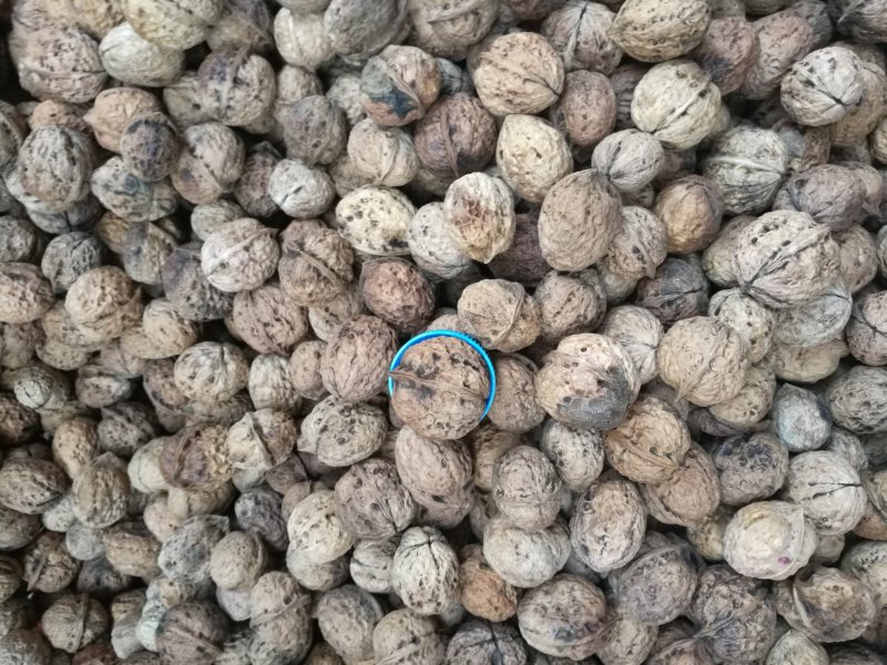 薄皮核桃
