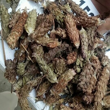 夏枯球