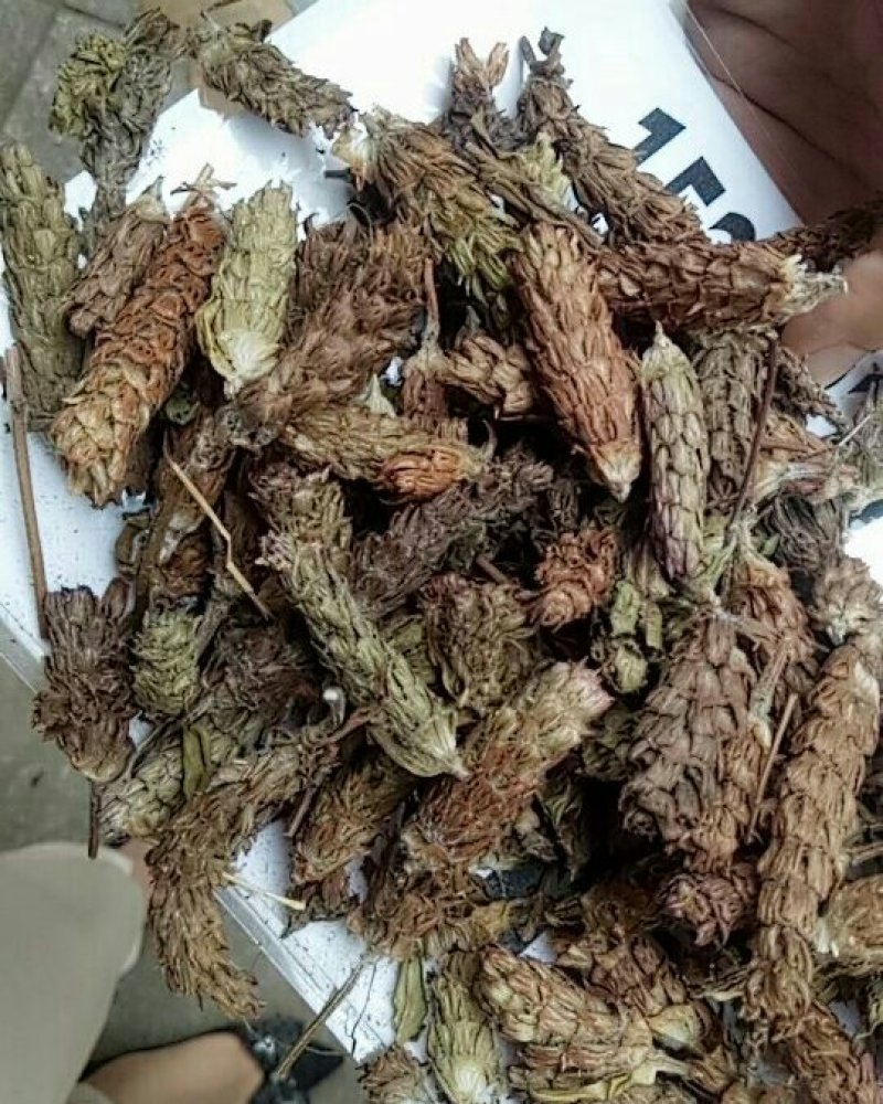 夏枯球