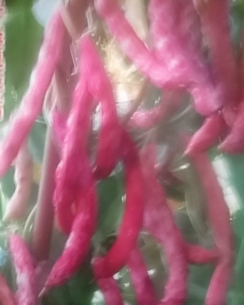蔬菜