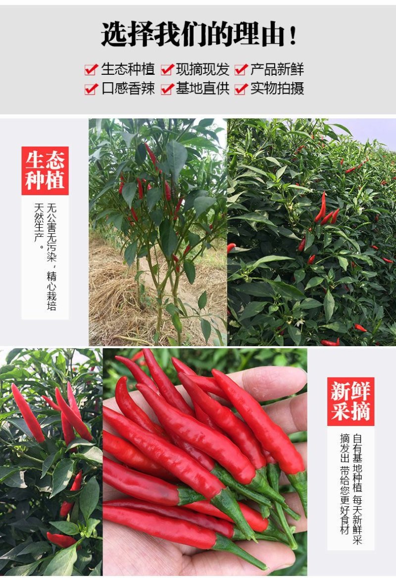 优质精品小米椒朝天椒上市长期负责负责代点收购