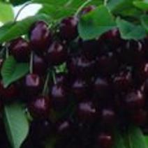 黑珍珠樱桃苗，成活率高，技术指导，保品种，可签合同
