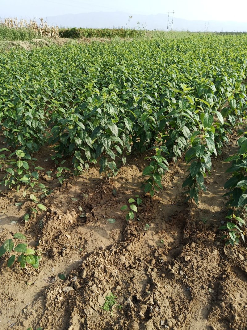 地址到期杜仲苗一年苗两年苗3年苗量大处理