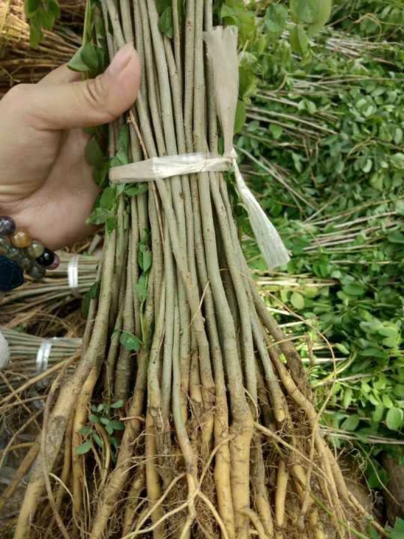 紫穗槐基地直发价格便宜质量保证包成活支持技术指导