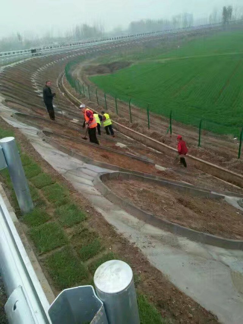 紫穗槐基地直发价格便宜质量保证包成活支持技术指导