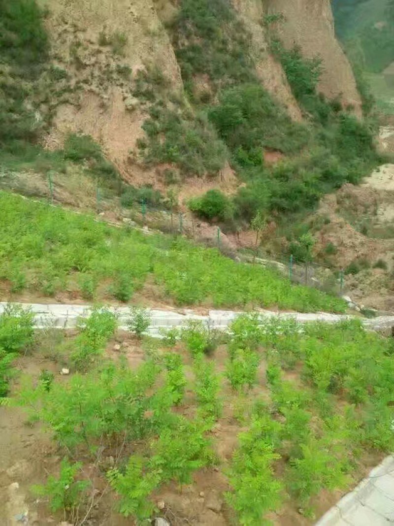 紫穗槐基地直发价格便宜质量保证包成活支持技术指导