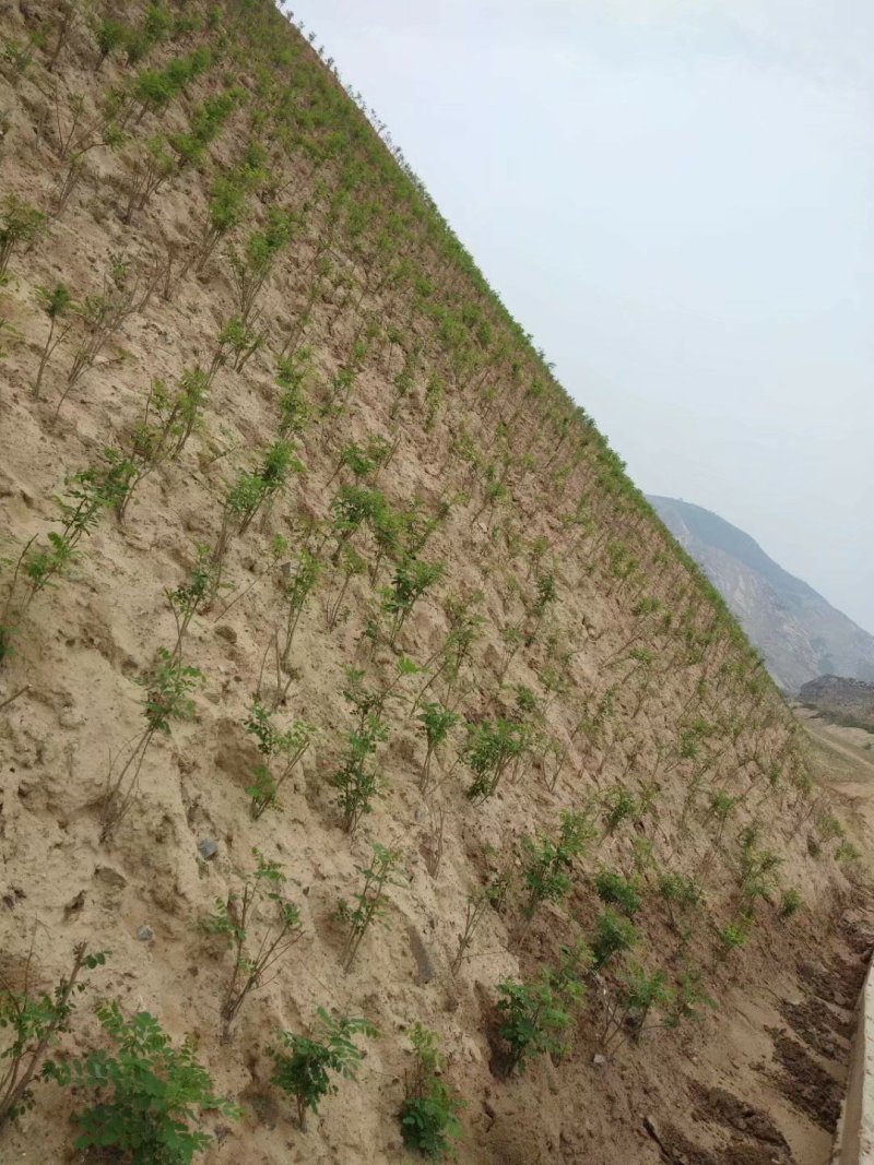 紫穗槐基地直发价格便宜质量保证包成活支持技术指导