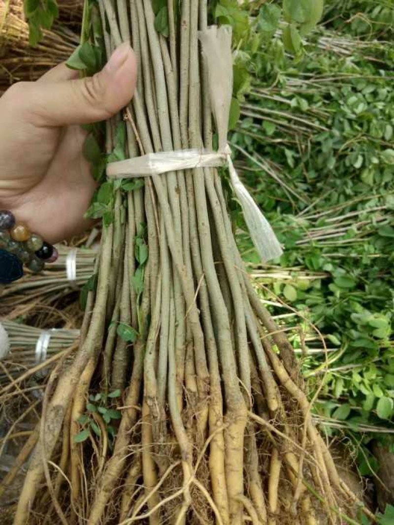 紫穗槐基地直发价格便宜质量保证包成活支持技术指导
