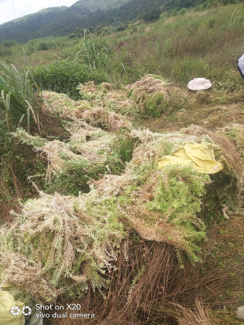 水苔海花草