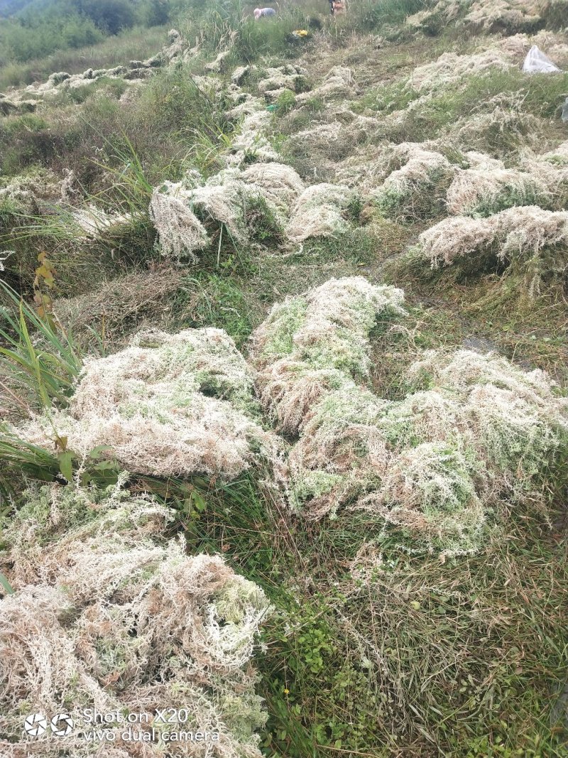 水苔海花草