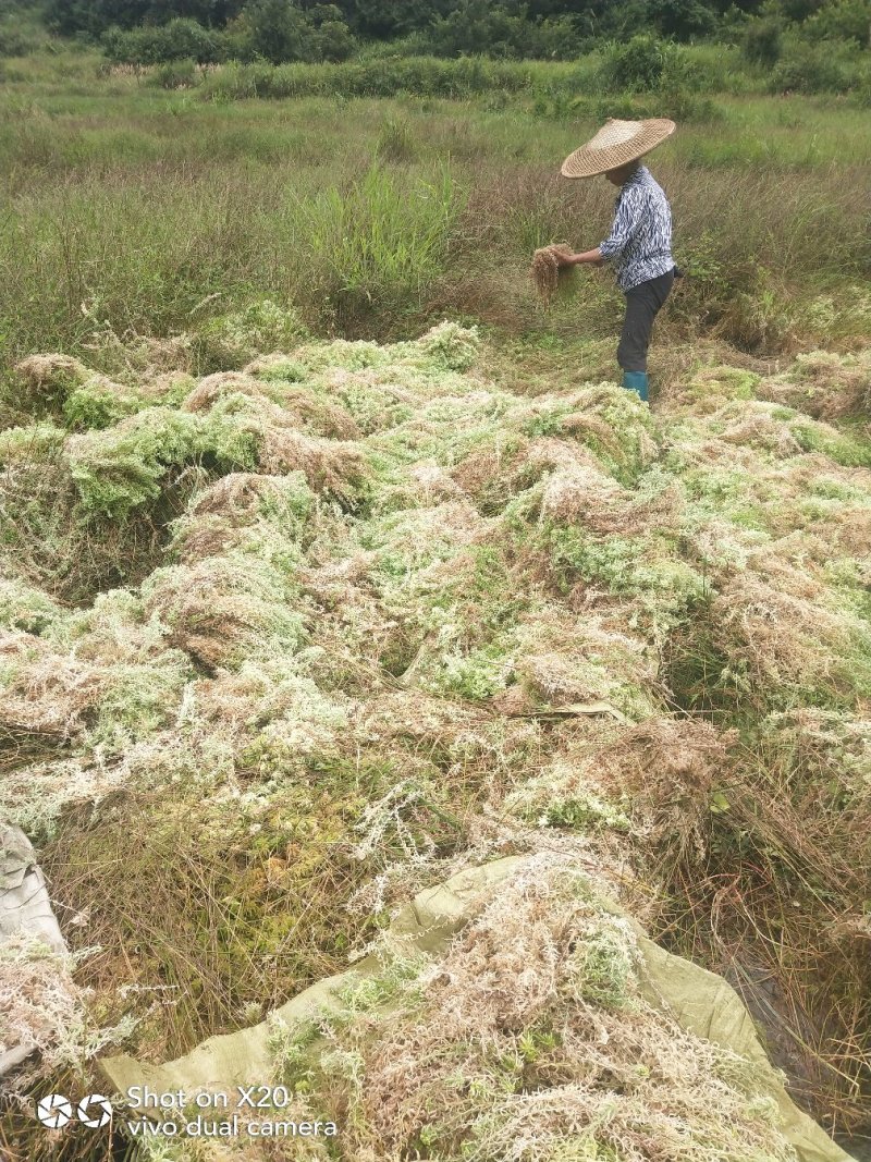 水苔海花草