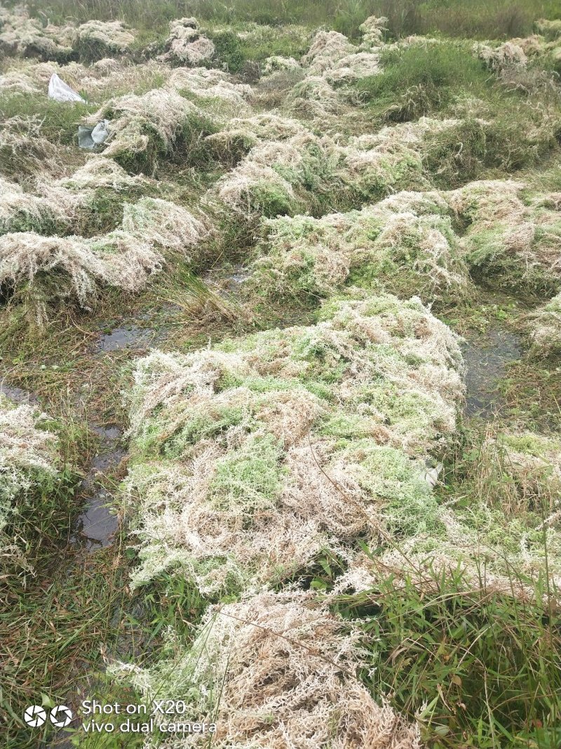 水苔海花草