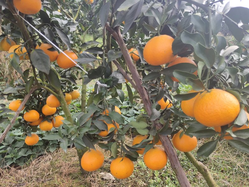 眉山东坡区爱媛果冻橙大量上市味道巴适颜色好