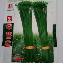 四季苔韭种子叶苔兼用型以抽苔为主叶色深绿