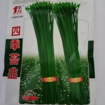 四季苔韭种子叶苔兼用型以抽苔为主叶色深绿