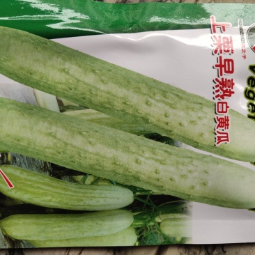 早熟白黄瓜光滑艳亮生育期120天左右