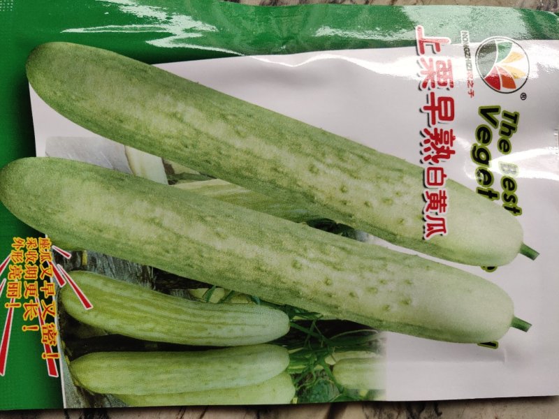 早熟白黄瓜光滑艳亮生育期120天左右