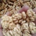 包邮，今年新上市核桃仁新品精品，量大优惠，原色，原味