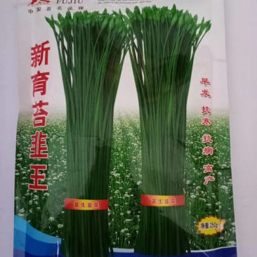新育苔韭王种子耐寒抗病产量高韭苔色泽翠绿口感鲜嫩
