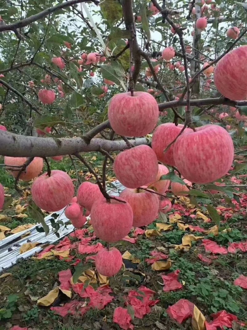 苹果