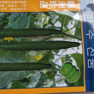 韩州珍品黄瓜种子。肉绿色，