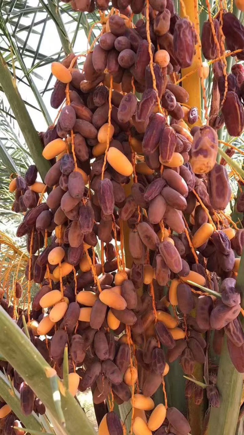 【有好货】伊朗进口特级大椰枣（非蜜馅）肉厚口感棒