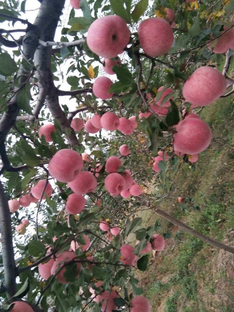 陕西精品红富士苹果产地直销纸袋红富士苹果