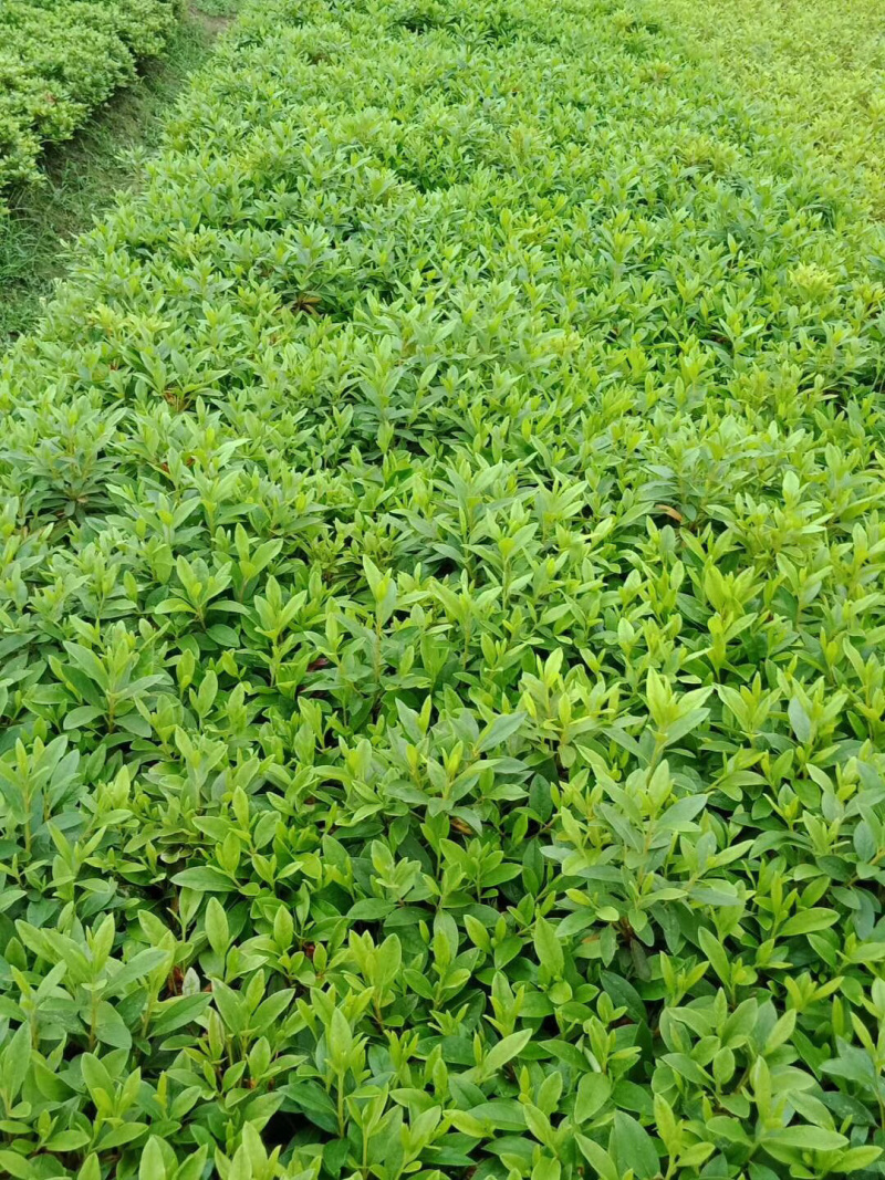 杜鹃苗，苗子粗壮，根系发达。农户直销……