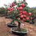 矮化黑钻苹果树苗盆栽地栽冰糖心苹果苗南北方四季种植