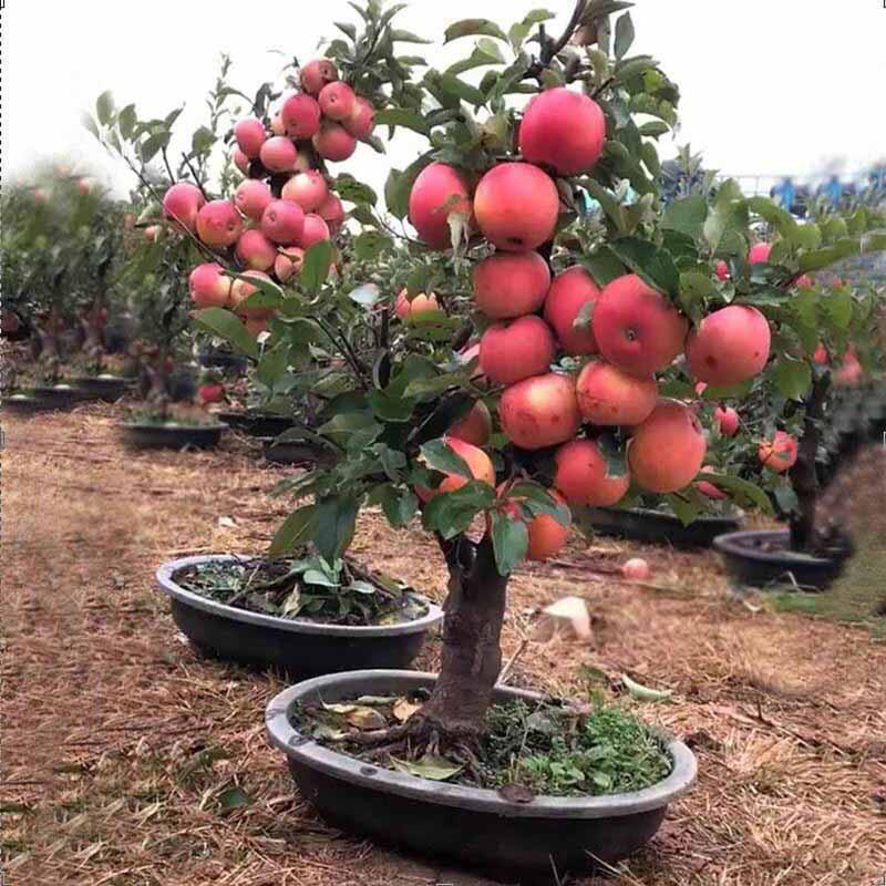 矮化黑钻苹果树苗盆栽地栽冰糖心苹果苗南北方四季种植