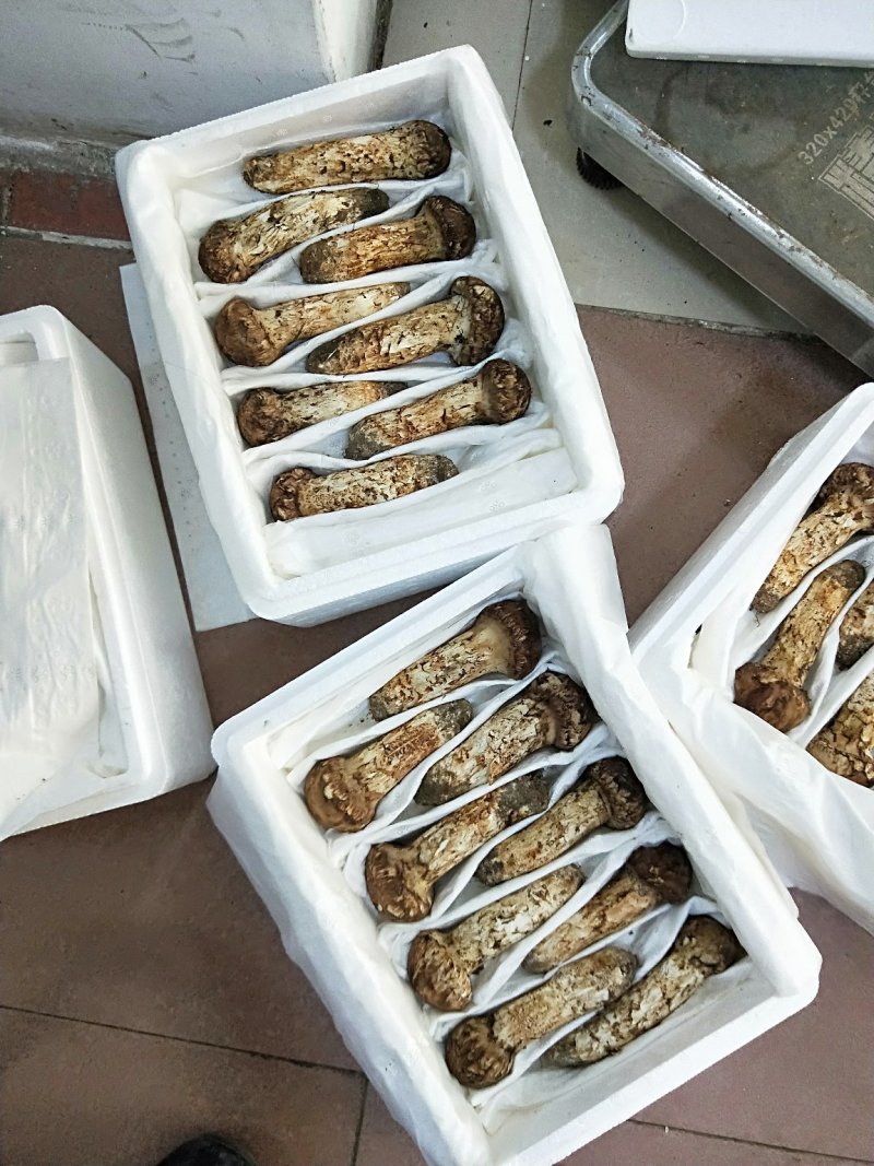 食用菌鲜货