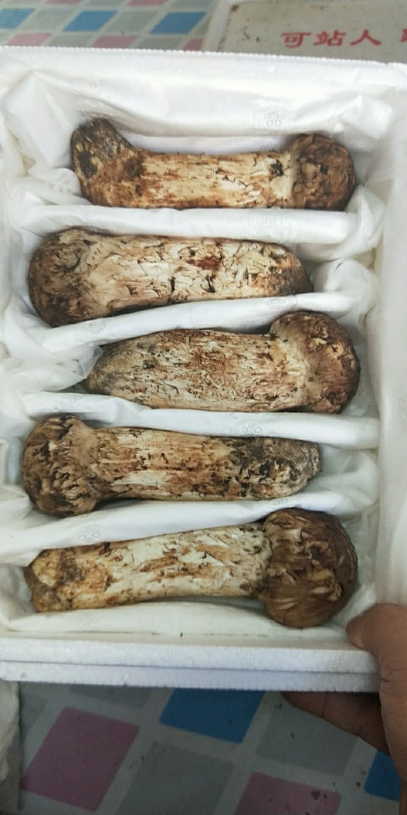 食用菌鲜货