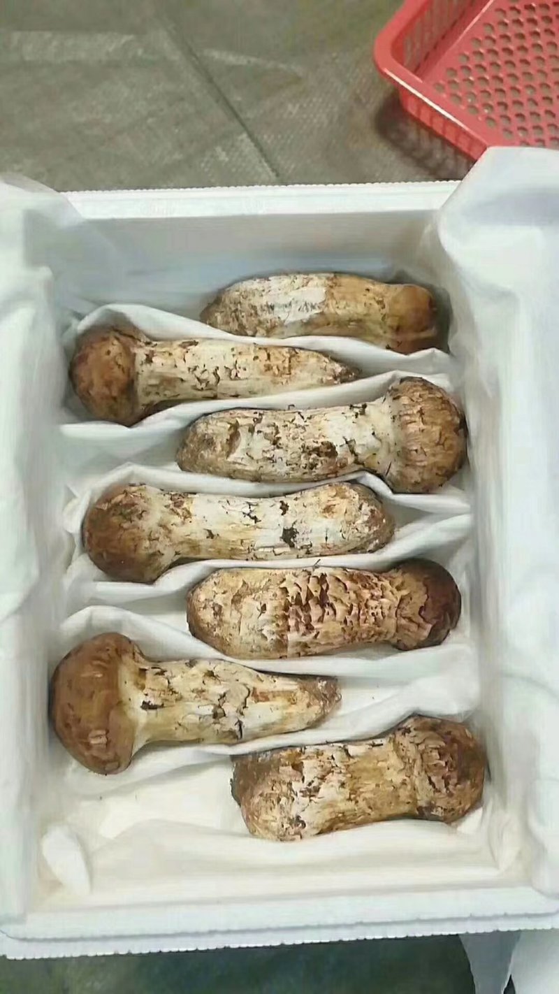 食用菌鲜货