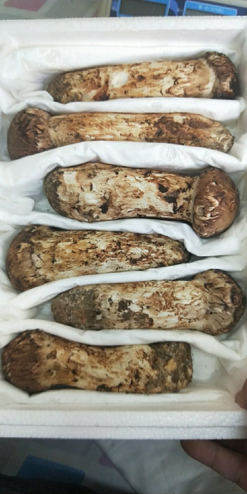 食用菌鲜货