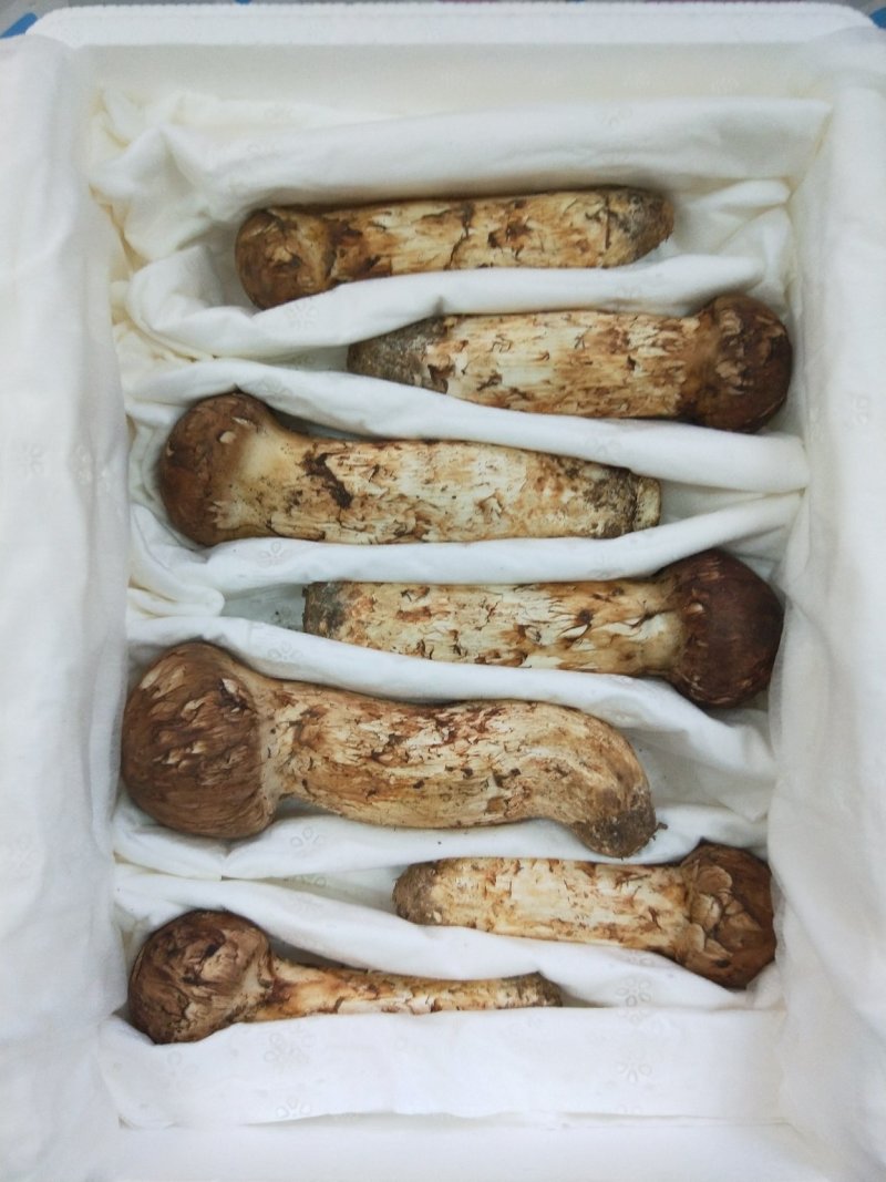 食用菌鲜货