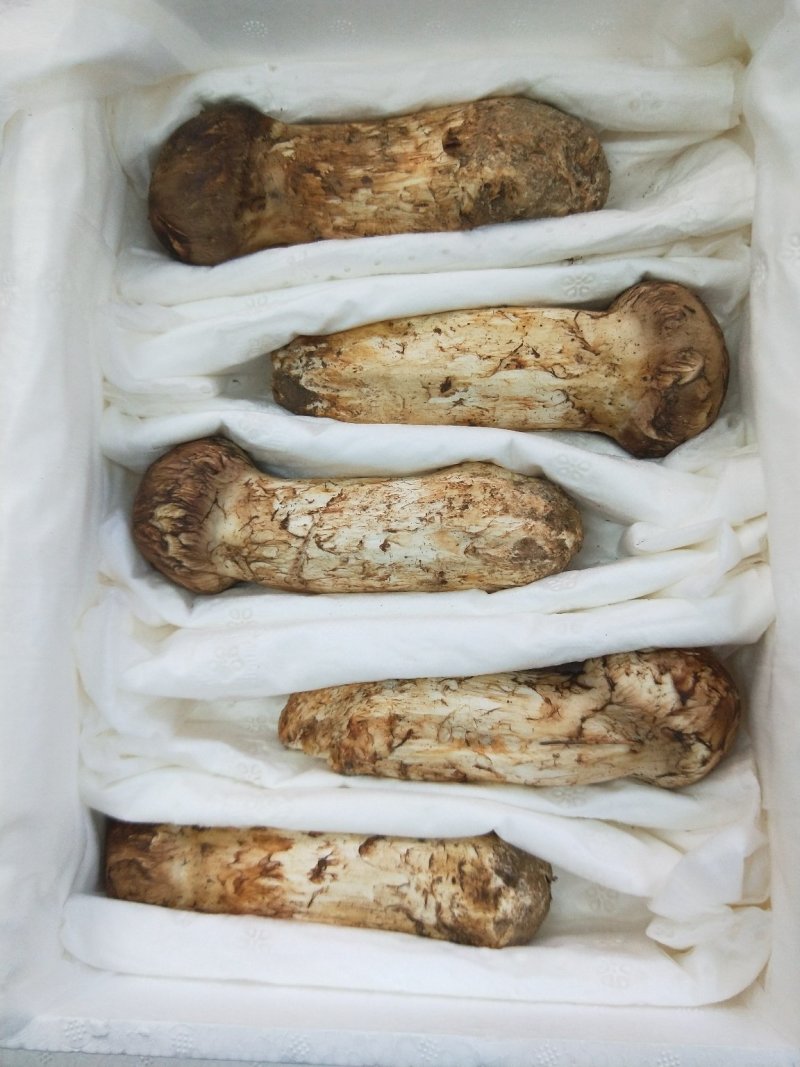 食用菌鲜货