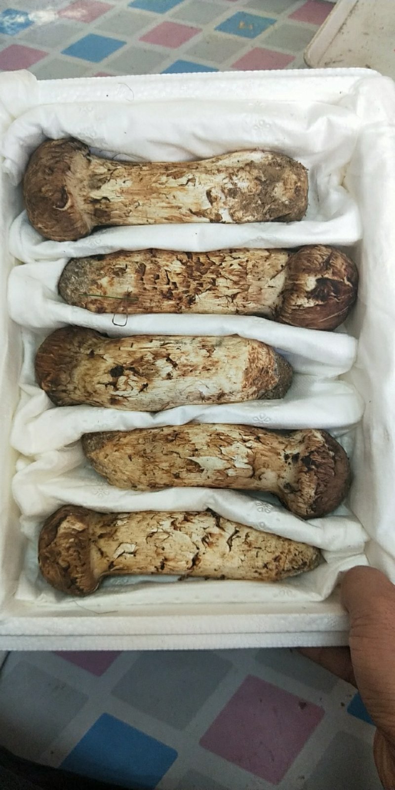 食用菌鲜货