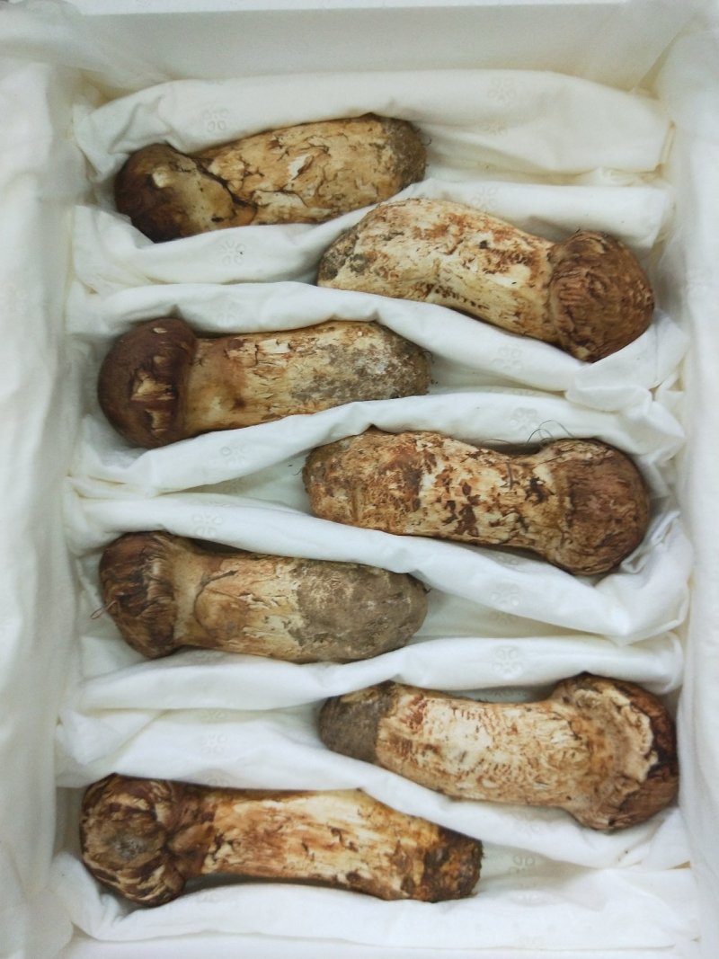 食用菌鲜货