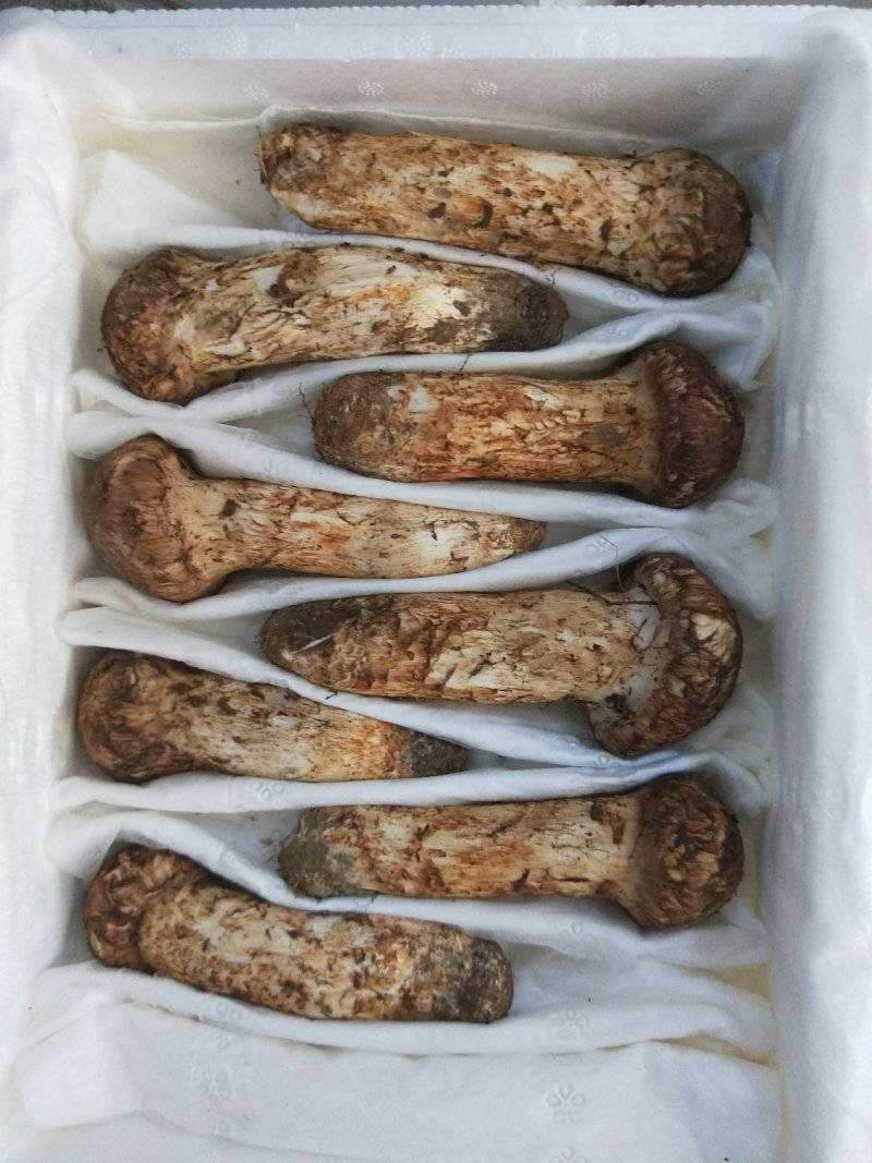 食用菌鲜货