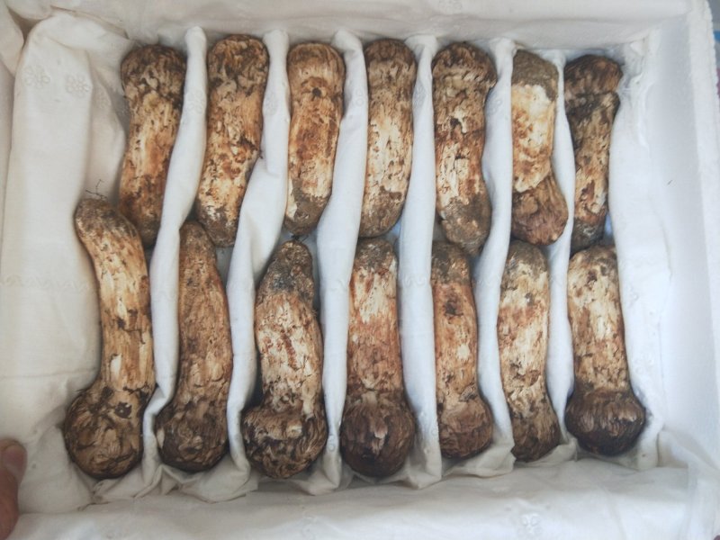 食用菌鲜货