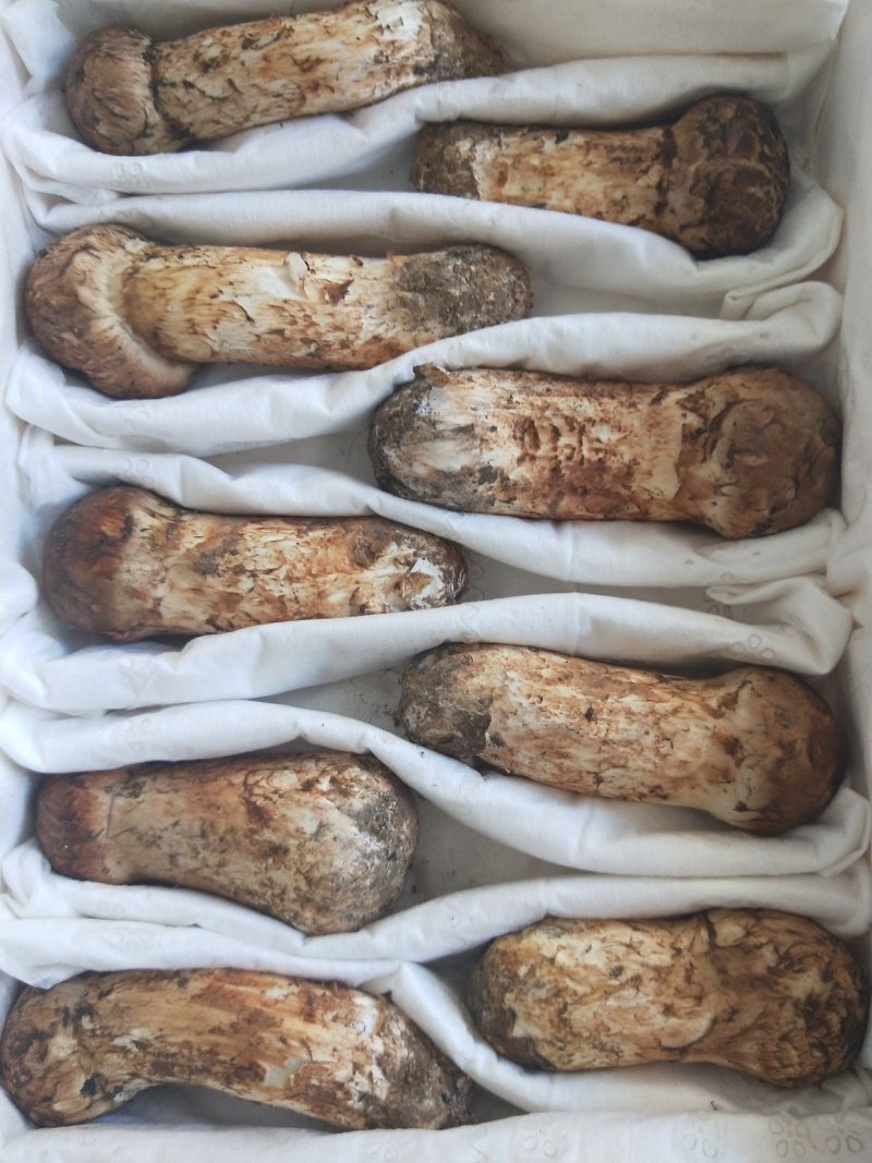 食用菌鲜货
