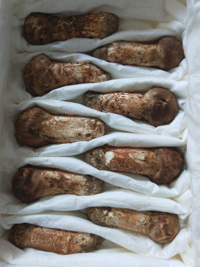 食用菌鲜货