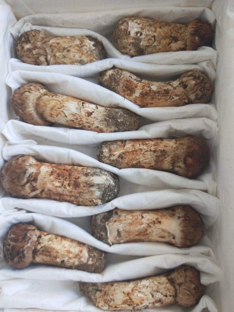 食用菌鲜货